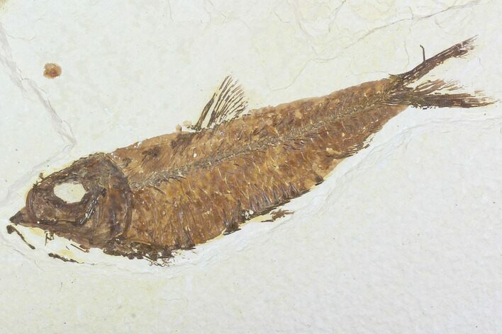 Detailed Fossil Fish (Knightia) - Wyoming #99776